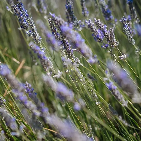 Casas De Pedra - Quinta Da Escola Farmház *